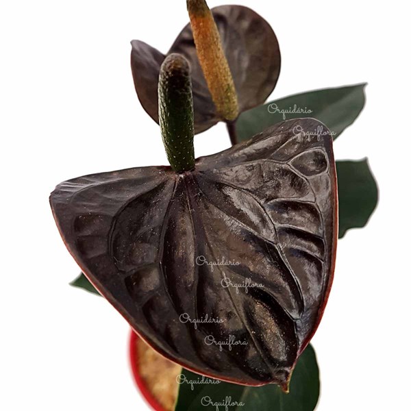 Mini Anturio Negro Muda Jovem Florida Planta Natural No Vaso