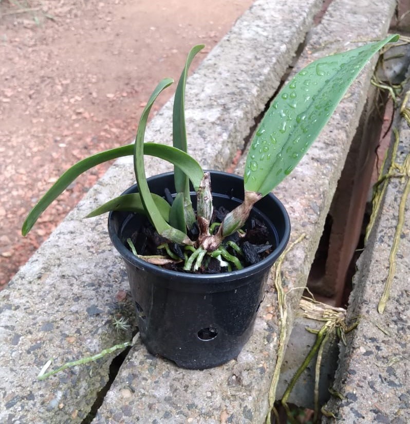 Cattleya (Aranka Germanske x percivaliana alba)