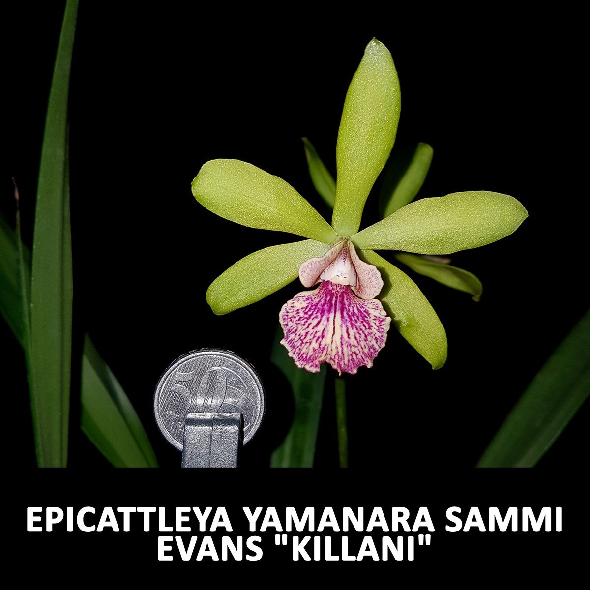 Orquídea Epicattleya Yamanara Planta Adulta