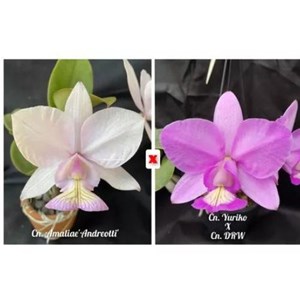 Muda de Orquídea Cattleya Nobilior Amaliae X (cn. Yuriko X Cn. Drw)