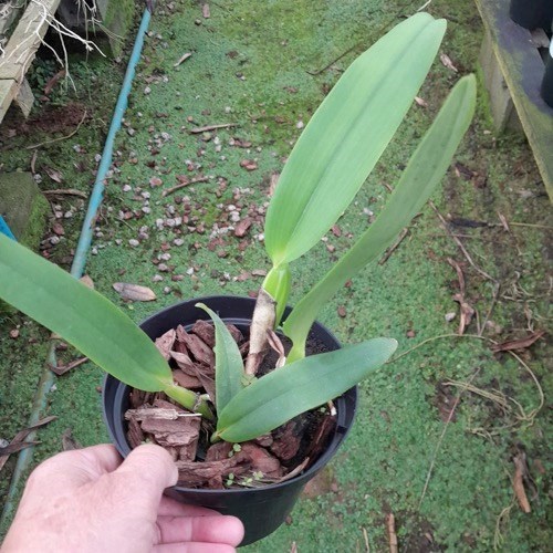 Orquídea Cattleya labiata tipo
