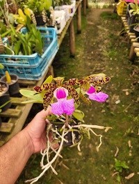 Cattleya aclandiae cruzamentos  diversos