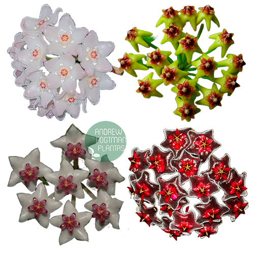 Combo de flores de cera nº 8 mudas enraizadas no pote nº 6