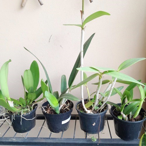 Kit 4 Cattleyas Adultas