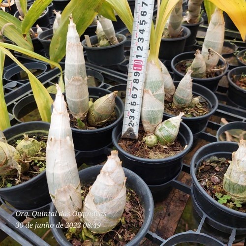 Monnierara Millennium Magic 'Witchcraft' - ADULTO 