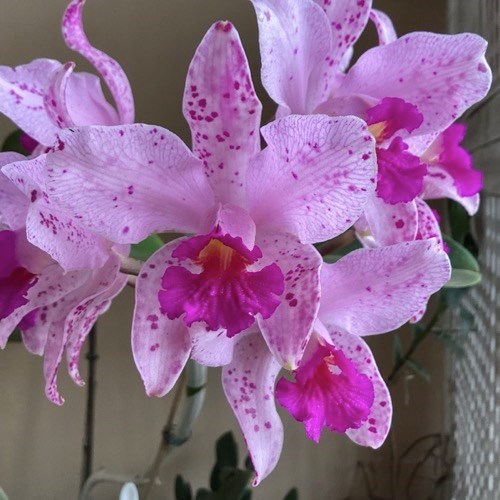 Orquídea Cattleya amethystoglossa