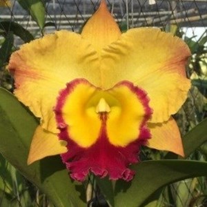 Orquídea Cattleya Rlc. Saeng U.S.A