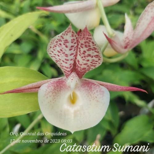 Catasetum Sumani - ADULTO 