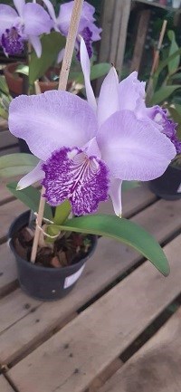 Cattleya luddemanina ESPECIAL