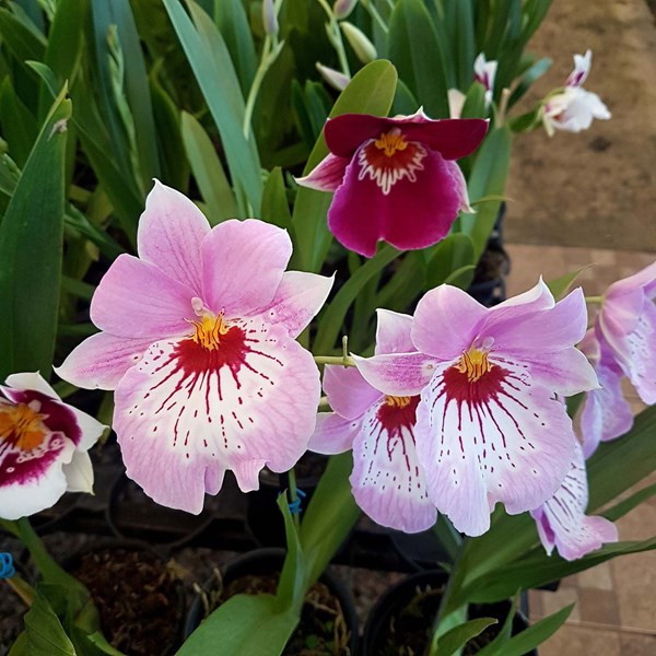 Orquídeas Mudas Adultas! Miltonia Colômbianas Kit 4 Plantas! - Orquiloja