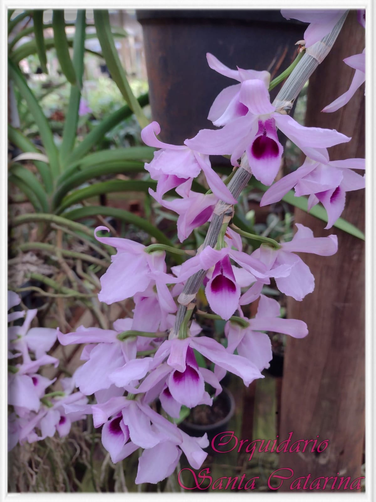 Orquídea Dendrobium anosmum Rosa