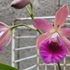 Registro Disponível: Cattlianthe Tropical Trick x Encyclia cordigera