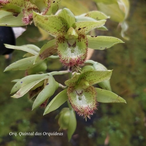 Clowesetum Loppe Farlansiae - Adulto