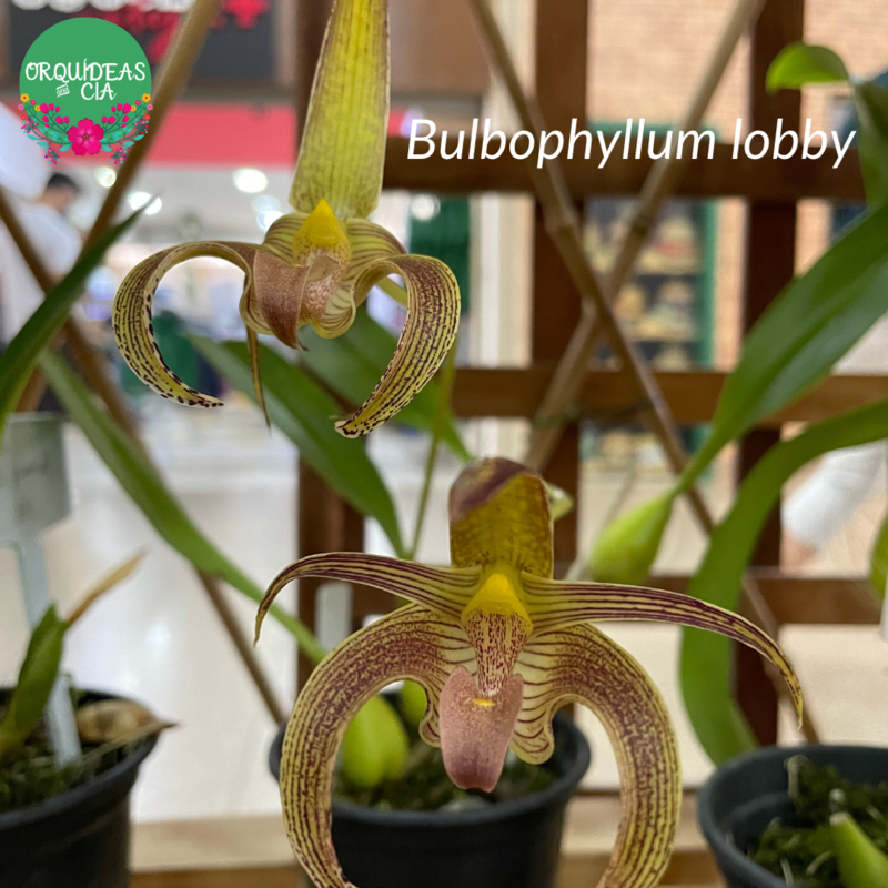 Orquídea Bulbophyllum lobby