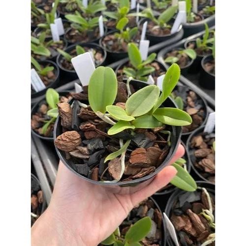 Muda de Orquídea Cattleya Amethystoglossa Alba