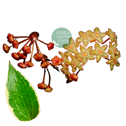 Flor de cera Hoya macrophylla albomarginata - muda enraizada no pote nº 6