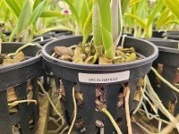 Catyclia Hel Hatillo