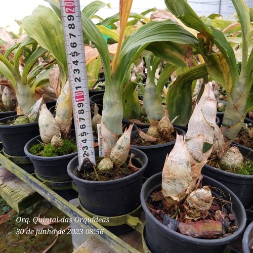 Catasetum extravaganza - Adulto