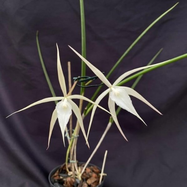Orquídea Brassavola Yaki