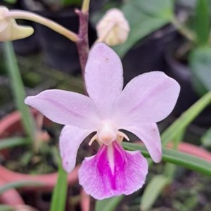 Holcoglossum Amesianum planta adulta