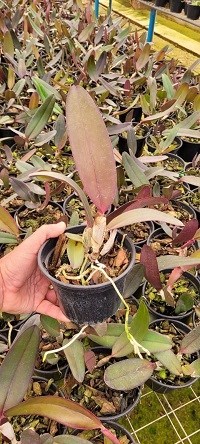 Cattleya labiata Rubra x Rubra