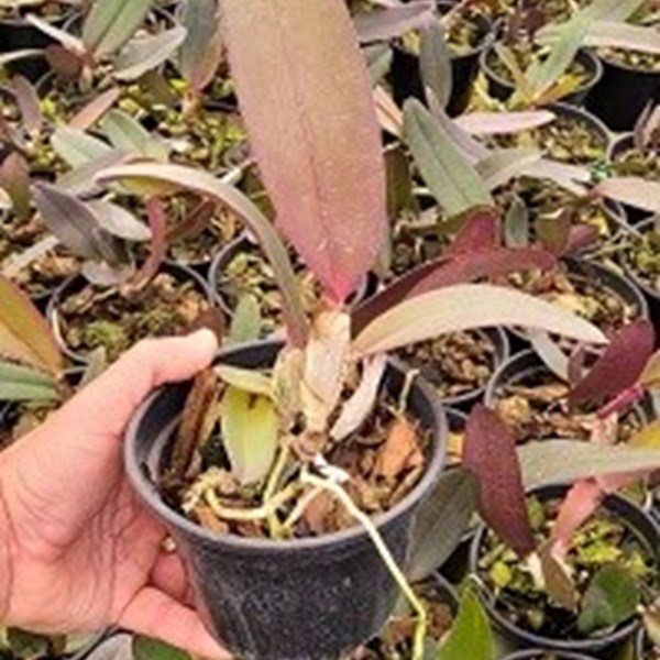 Cattleya labiata Rubra x Rubra