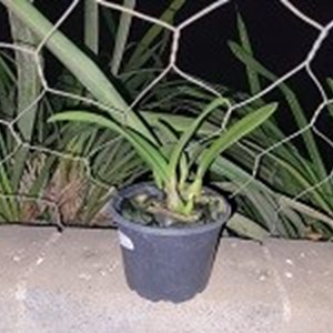 Hoffmannseggella crispilabia coerulia x Laelia anceps coerulia