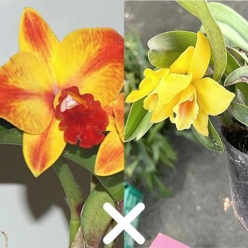 Orquídea Cattleya Ayrton Senna x Mini Cattleya Amarela