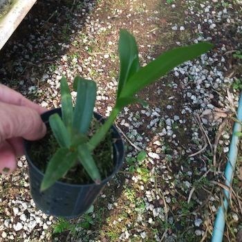 Denfale (cores diversas)