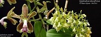 Epidendrum ( crsitatum x densiflorum )