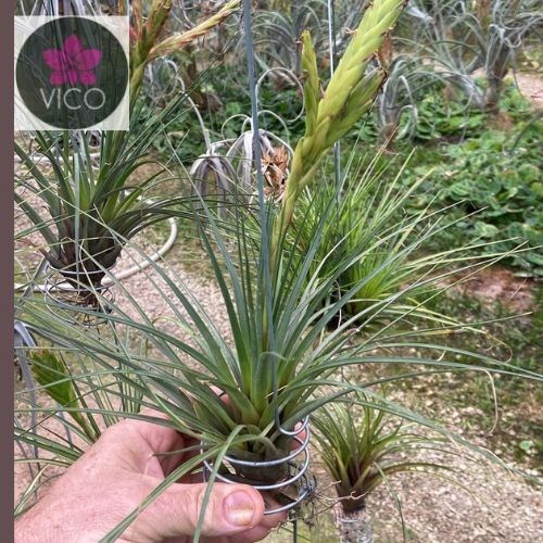 Tillandsia melanocrater