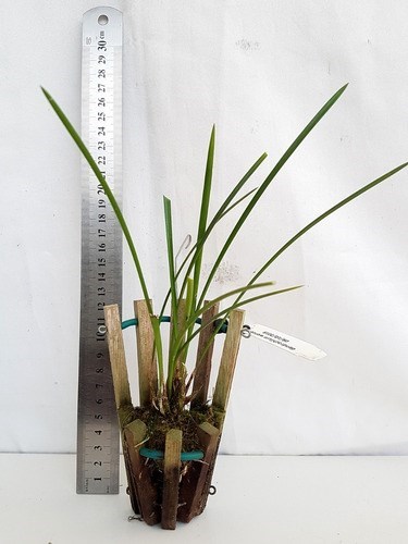 Orquídea Dendrochilum wenzelii Planta Adulta No Cachepot