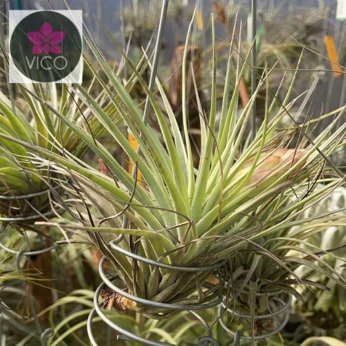 Tillandsia stricta “Ponta Negra"