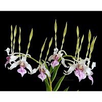 Dendrobium anthenatum 