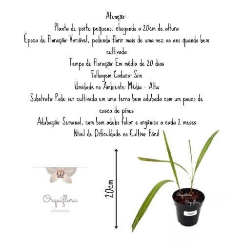 Orquídeas Spathoglottis Kimbaliana (amarela) + Spathoglottis Alba