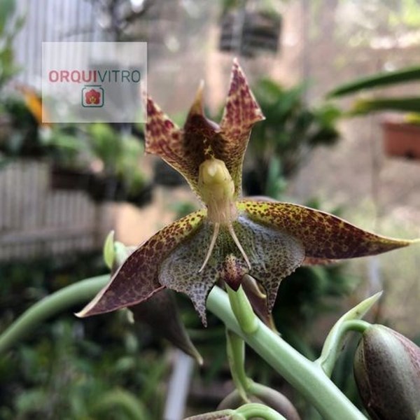 Orquídea Catasetum cernnum - Orquiloja