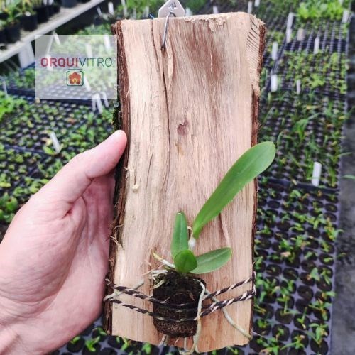 Cattleya Araguaiensis