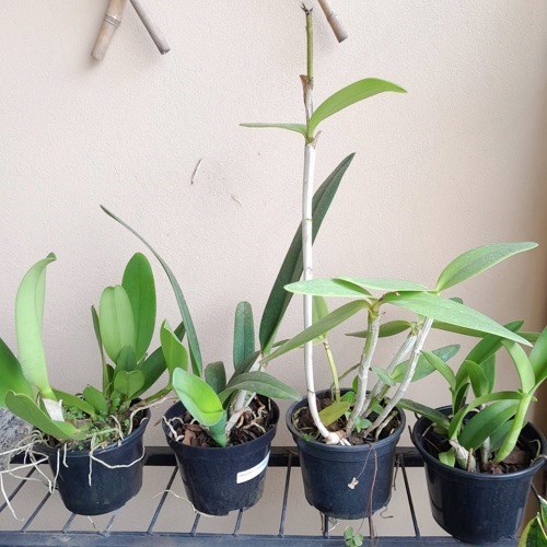 Kit 4 Cattleyas Adultas