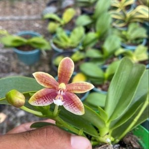 PHALAENOPSIS CORNU CERVI " JUNGLE " X JAVANICA