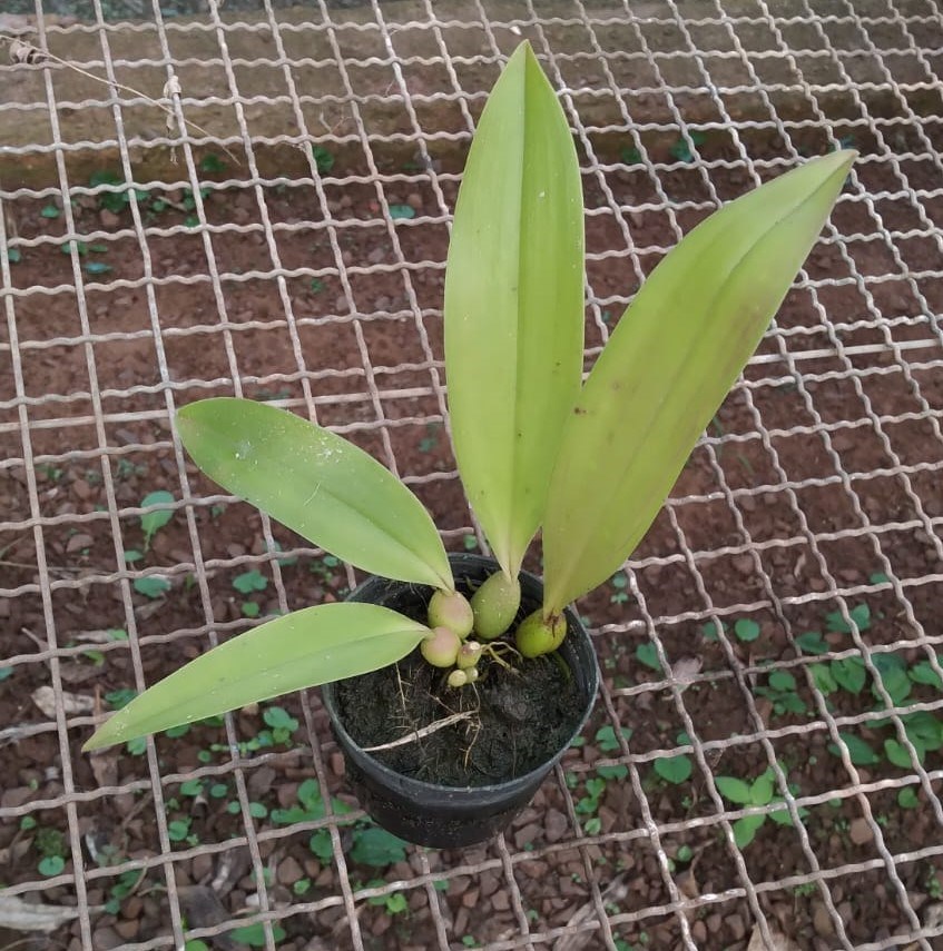 Bulbophyllum (spiesii x lasianthum)