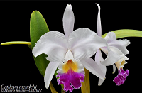 Cattleya mendelii ( semi alba x concolor )