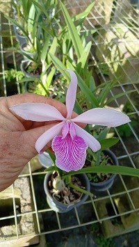 Laelia lobata x Encyclia adenocaula