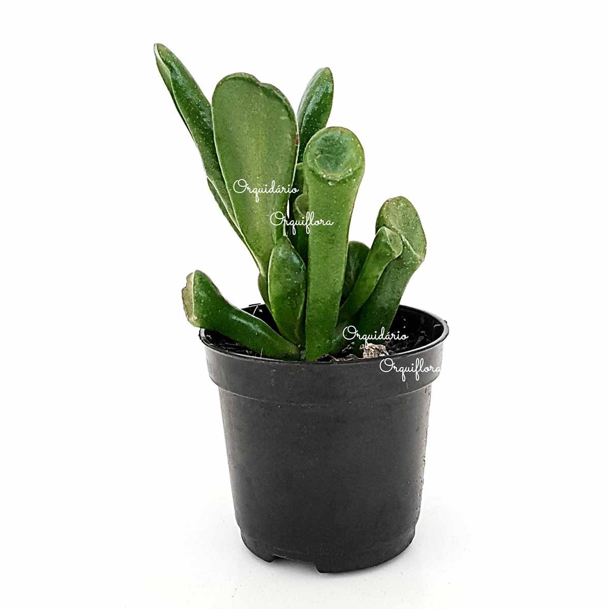 Suculenta Orelha de Shrek ( Crassula Gollum )