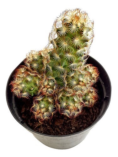Planta Cacto Dedo-de-dama ( Mammillaria Elongata )
