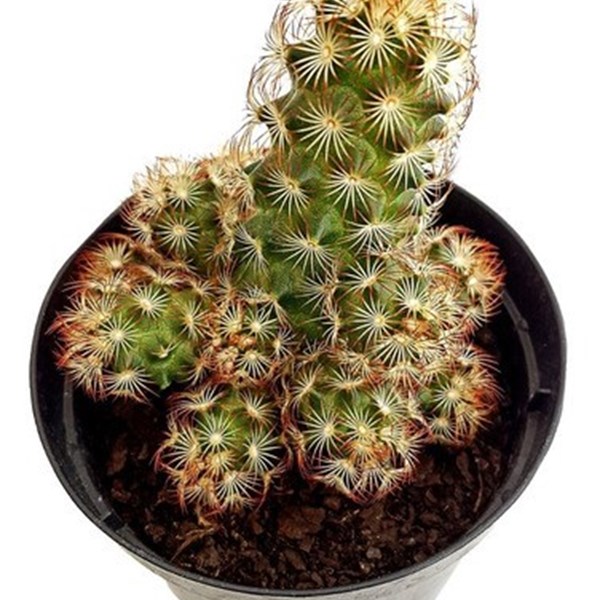 Planta Cacto Dedo-de-dama ( Mammillaria Elongata )