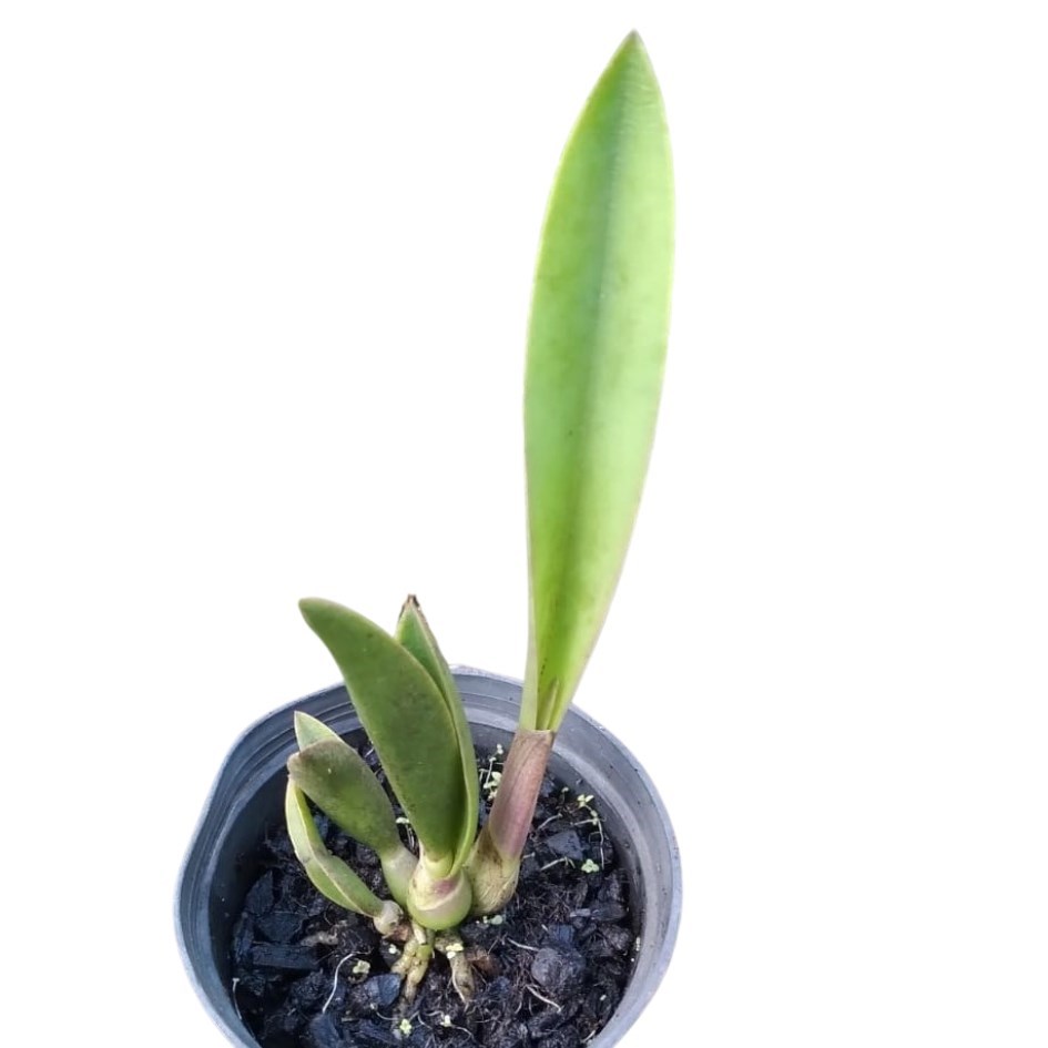 Laelia mirandae x Laelia rupestris