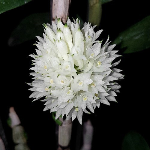 Orquídea Dendrobium purpureum Planta Adulta Flor Exótica