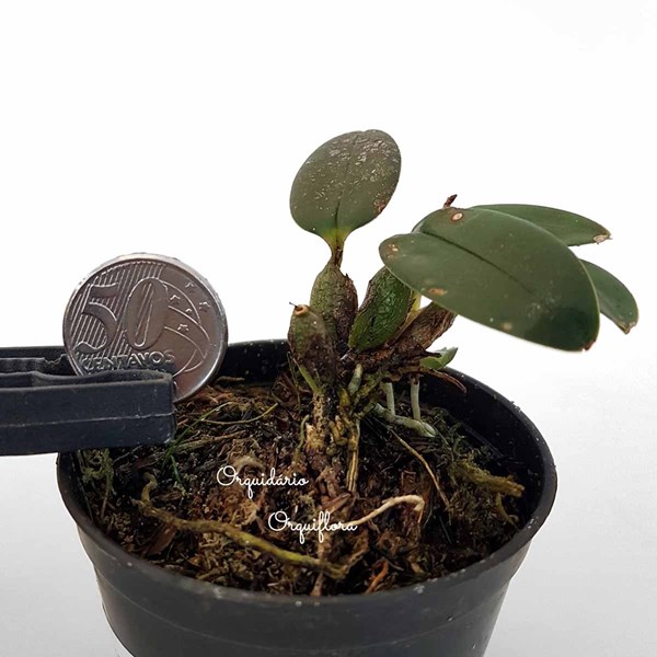 Mini Orquídea Sophronitis mantiqueirae Planta Adulta