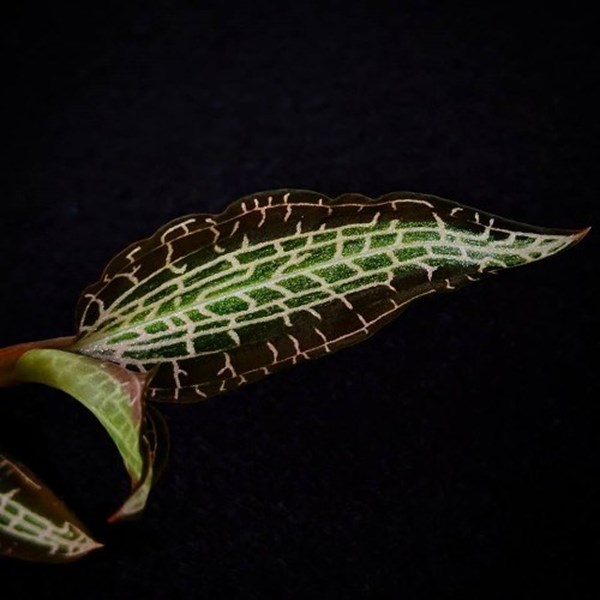 Goodyera malipoensis - Jewel Orchid - Orquídea Joia - Adulto