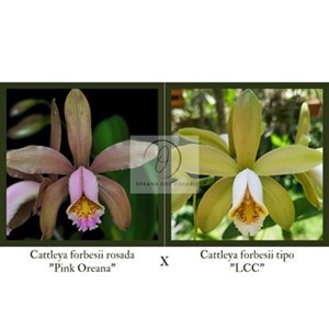 Cattleya forbesii (rosada "Pink Oreana" x tipo "LCC")